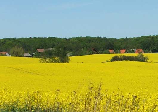 Rapsfeld in Neugarten
