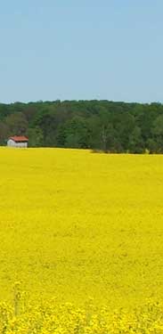 Rapsfeld in Neugarten